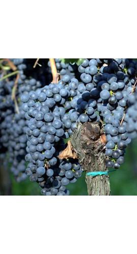 High quality Italian sparkling red wine